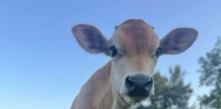 Welcome Homestead hosting classes