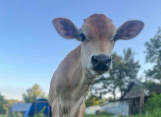 Welcome Homestead hosting classes