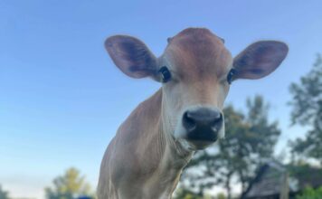 Welcome Homestead hosting classes