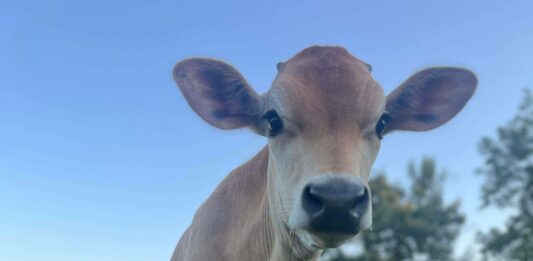 Welcome Homestead hosting classes