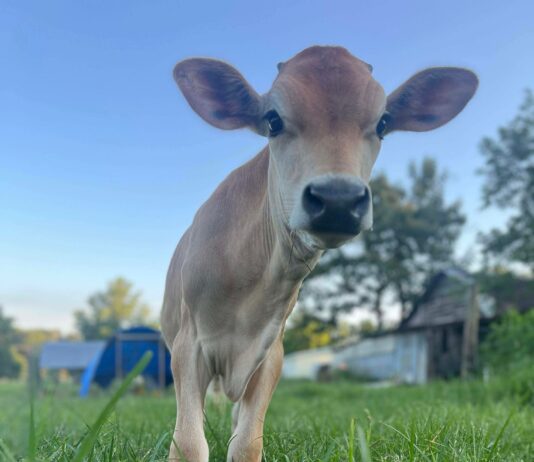 Welcome Homestead hosting classes