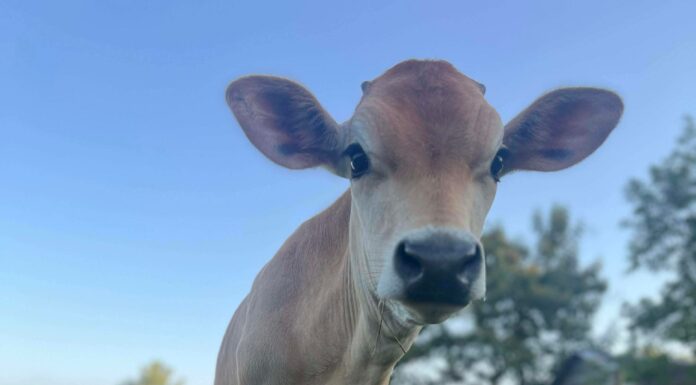 Welcome Homestead hosting classes