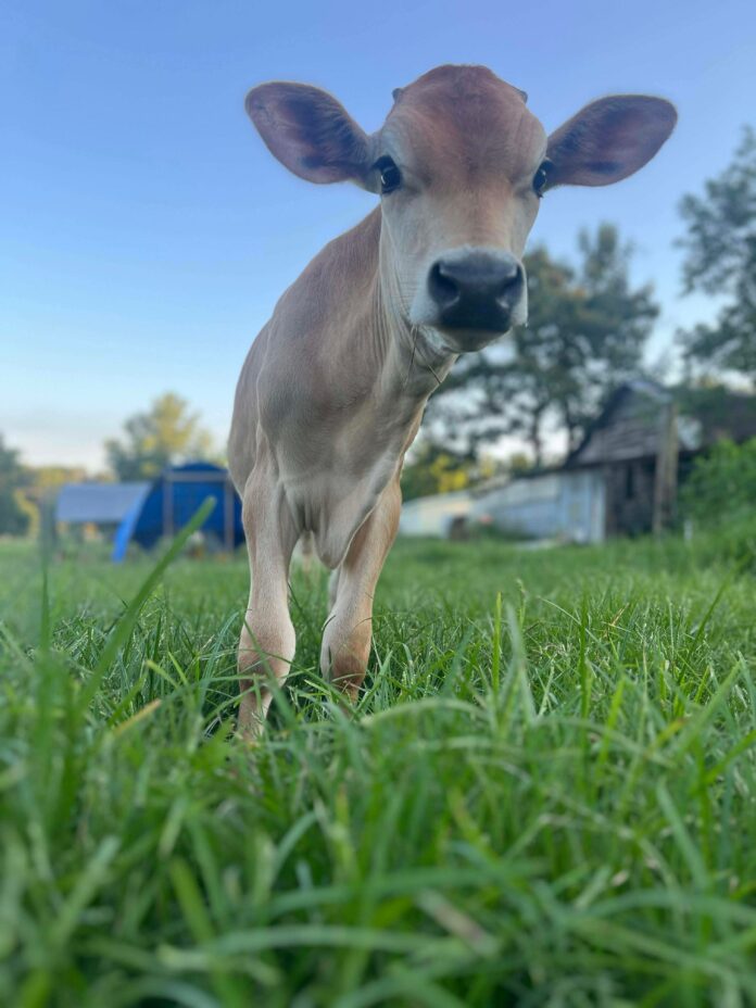 0327db28a17115ba2e8b8084a63c1260