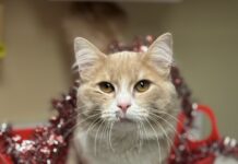 Pet of the Week: Bowen is ready to be your constant companionÂ