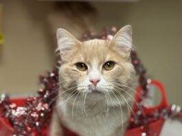 Pet of the Week: Bowen is ready to be your constant companion