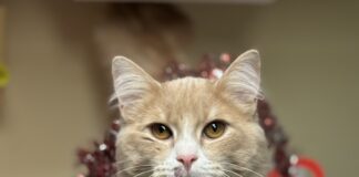 Pet of the Week: Bowen is ready to be your constant companion