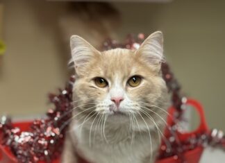 Pet of the Week: Bowen is ready to be your constant companion