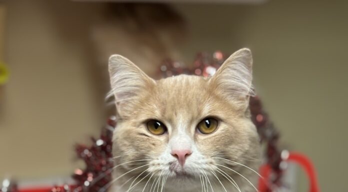 Pet of the Week: Bowen is ready to be your constant companion