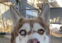 Pet of the Week: Sherwood and his soulful ‘Aroo!’ Sherwood (Cullman County Animal Shelter)