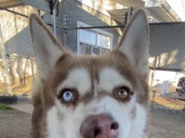 Pet of the Week: Sherwood and his soulful ‘Aroo!’ Sherwood (Cullman County Animal Shelter)