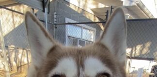 Pet of the Week: Sherwood and his soulful ‘Aroo!’ Sherwood (Cullman County Animal Shelter)