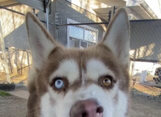 Pet of the Week: Sherwood and his soulful ‘Aroo!’ Sherwood (Cullman County Animal Shelter)