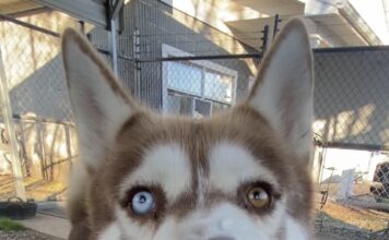 Pet of the Week: Sherwood and his soulful ‘Aroo!’ Sherwood (Cullman County Animal Shelter)