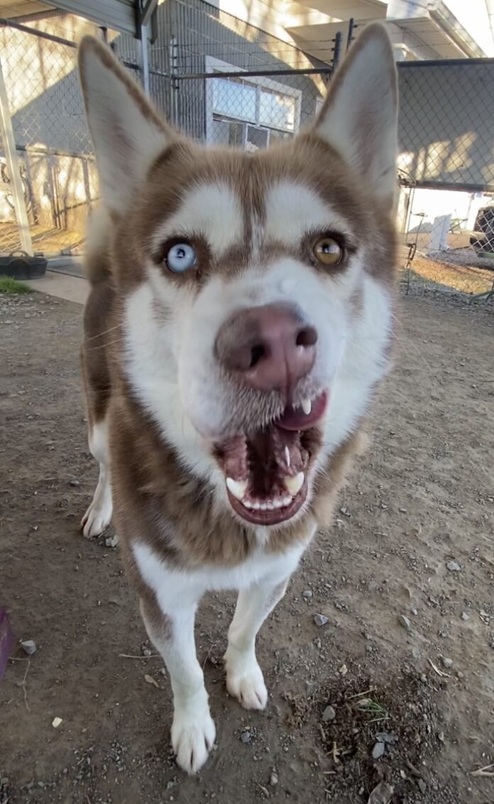 Sherwood (Cullman County Animal Shelter)