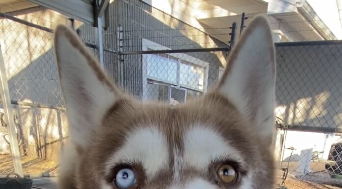 Pet of the Week: Sherwood and his soulful ‘Aroo!’ Sherwood (Cullman County Animal Shelter)