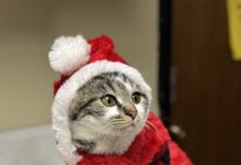 Pet of the Week: Holly Klaus is waiting for you