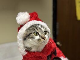 Pet of the Week: Holly Klaus is waiting for you