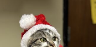 Pet of the Week: Holly Klaus is waiting for you