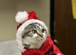 Pet of the Week: Holly Klaus is waiting for you