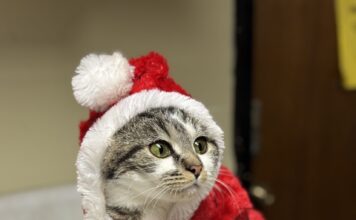 Pet of the Week: Holly Klaus is waiting for you