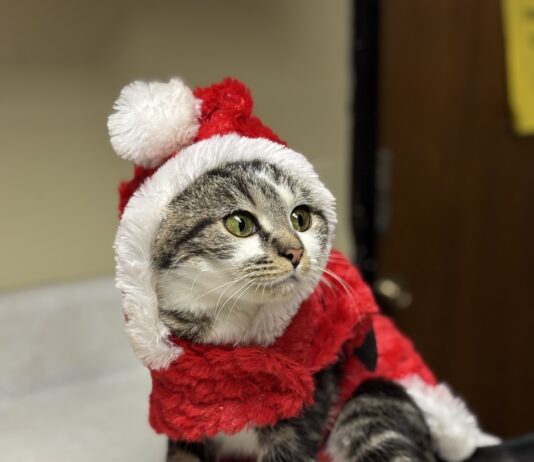 Pet of the Week: Holly Klaus is waiting for you