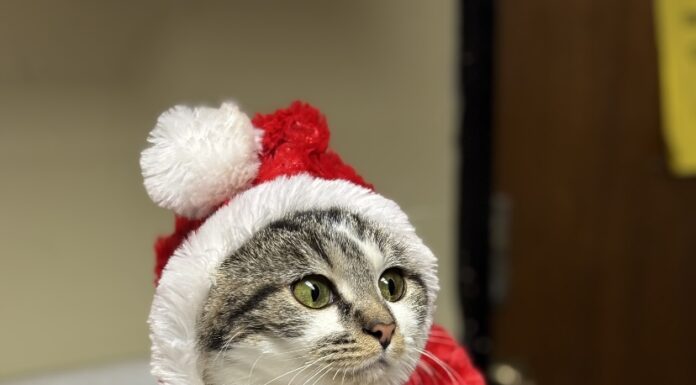 Pet of the Week: Holly Klaus is waiting for you