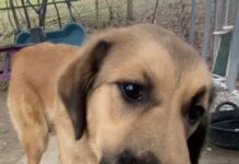 Pet of the Week: Gina, a gentle soul searching for her person