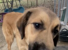 Pet of the Week: Gina, a gentle soul searching for her person