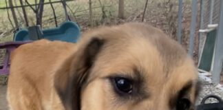 Pet of the Week: Gina, a gentle soul searching for her person