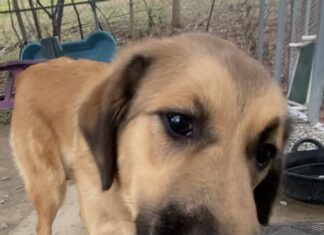 Pet of the Week: Gina, a gentle soul searching for her person