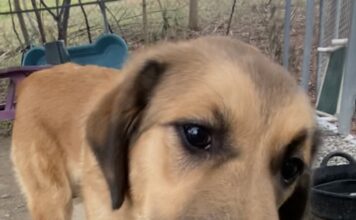 Pet of the Week: Gina, a gentle soul searching for her personÂ