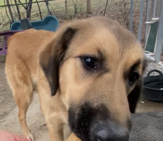 Pet of the Week: Gina, a gentle soul searching for her person