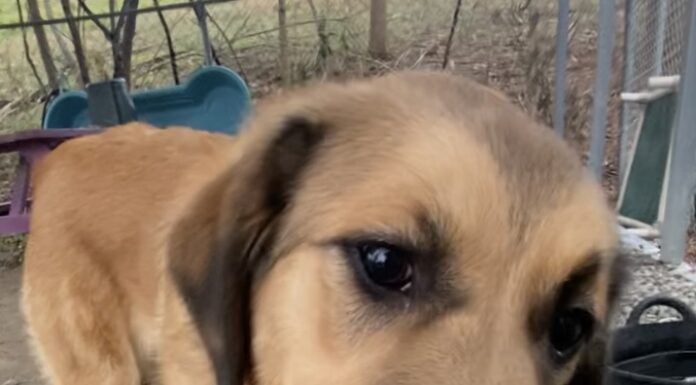 Pet of the Week: Gina, a gentle soul searching for her person