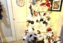 Keep pets safe around holiday decorations and foods