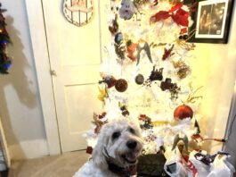 Keep pets safe around holiday decorations and foods
