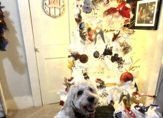 Keep pets safe around holiday decorations and foods