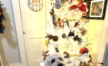 Keep pets safe around holiday decorations and foods