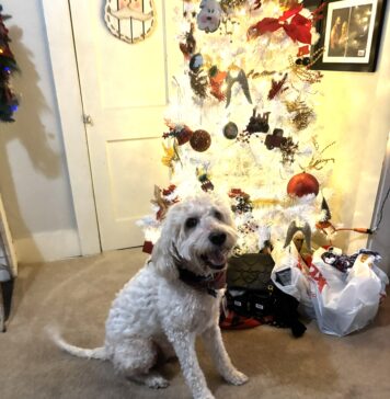 Keep pets safe around holiday decorations and foods