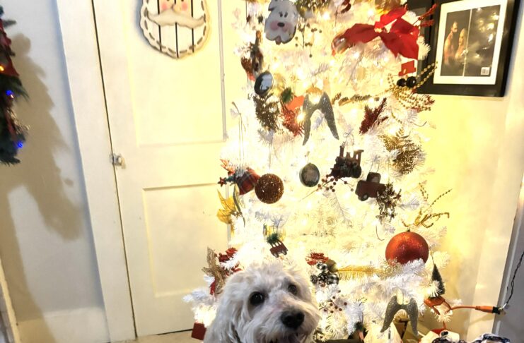 Keep pets safe around holiday decorations and foods
