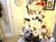 Keep pets safe around holiday decorations and foods