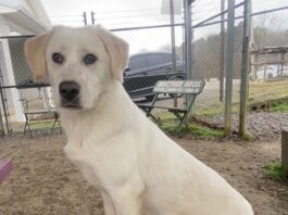 Pet of the Week: Sissy Lou is learning the world one gentle step at a time