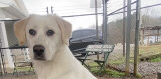 Pet of the Week: Sissy Lou is learning the world one gentle step at a time