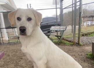 Pet of the Week: Sissy Lou is learning the world one gentle step at a time