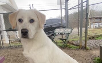 Pet of the Week: Sissy Lou is learning the world one gentle step at a time