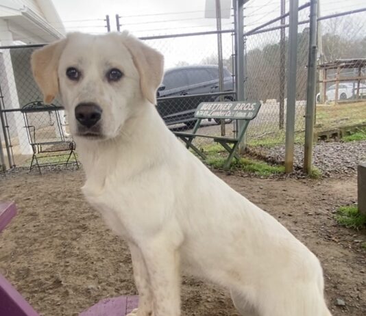 Pet of the Week: Sissy Lou is learning the world one gentle step at a time