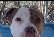 Pet of the Week: Greg the grateful gentleman