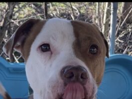 Pet of the Week: Greg the grateful gentleman