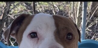 Pet of the Week: Greg the grateful gentleman