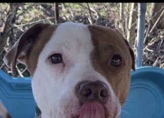 Pet of the Week: Greg the grateful gentleman