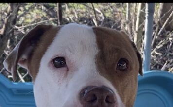 Pet of the Week: Greg the grateful gentleman